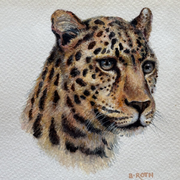 Norbertine Bresslern-Roth, Leopard